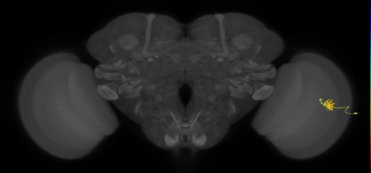 Cm3_R (JRC_OpticLobe:76078)