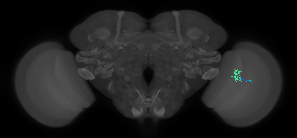 Cm3_R (JRC_OpticLobe:89121)