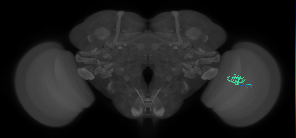 Cm3_R (JRC_OpticLobe:74309)