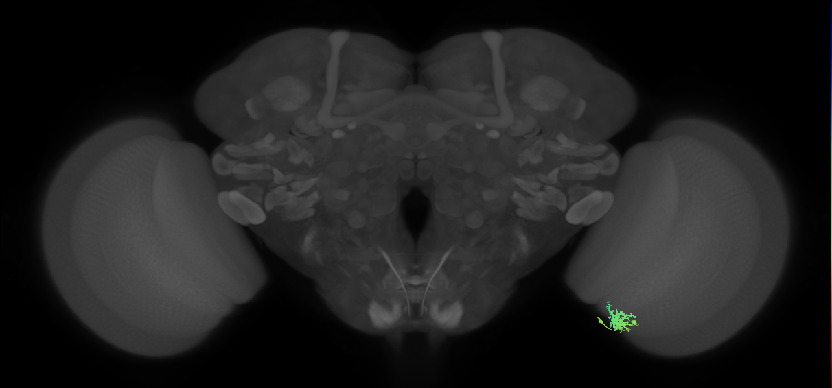 Cm3_R (JRC_OpticLobe:97612)
