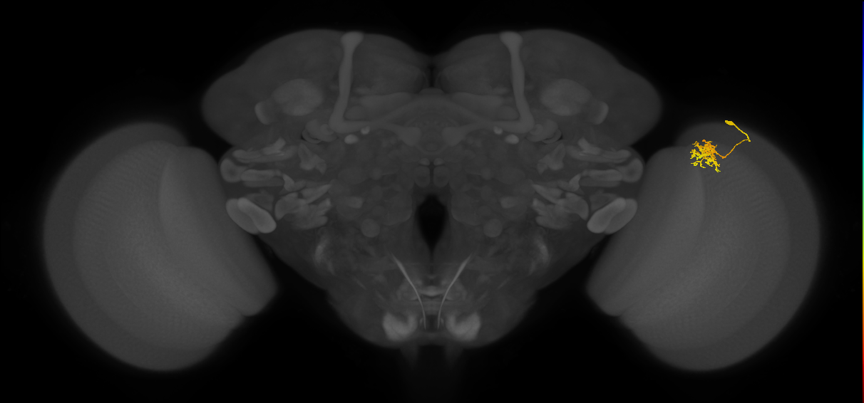 Cm3_R (JRC_OpticLobe:81465)