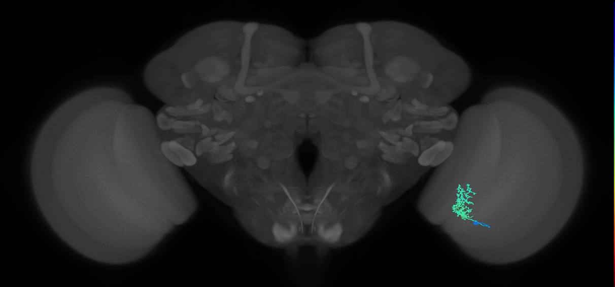 Cm3_R (JRC_OpticLobe:74902)