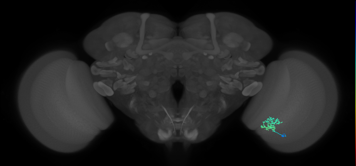Cm3_R (JRC_OpticLobe:86135)