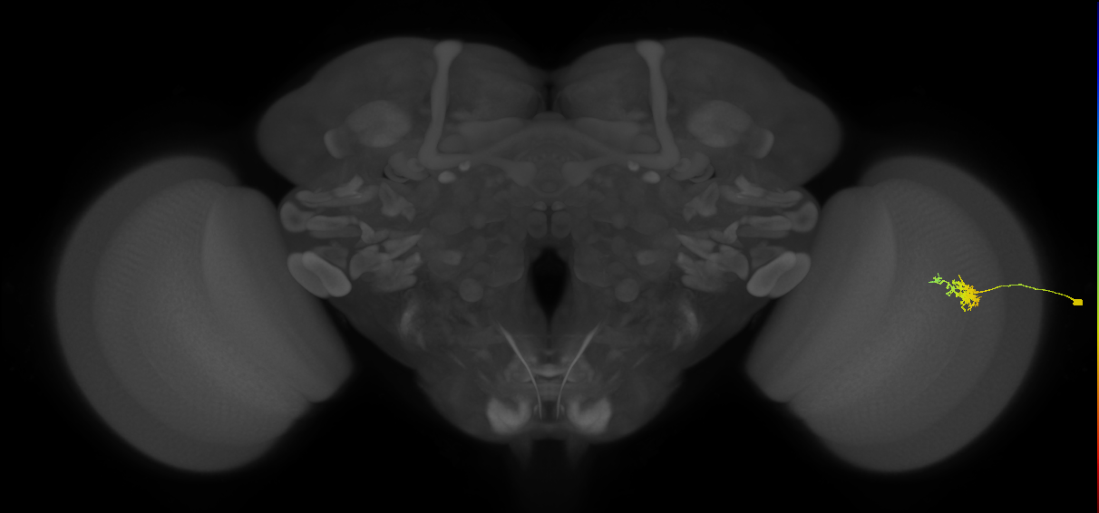 Cm3_R (JRC_OpticLobe:114474)