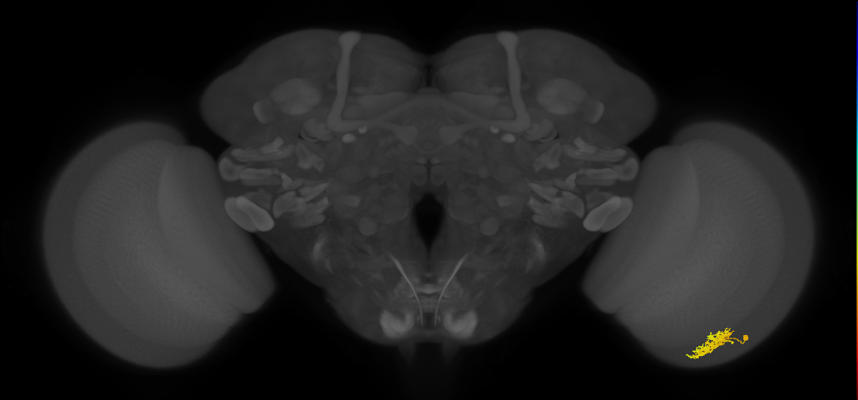 Cm3_R (JRC_OpticLobe:69227)