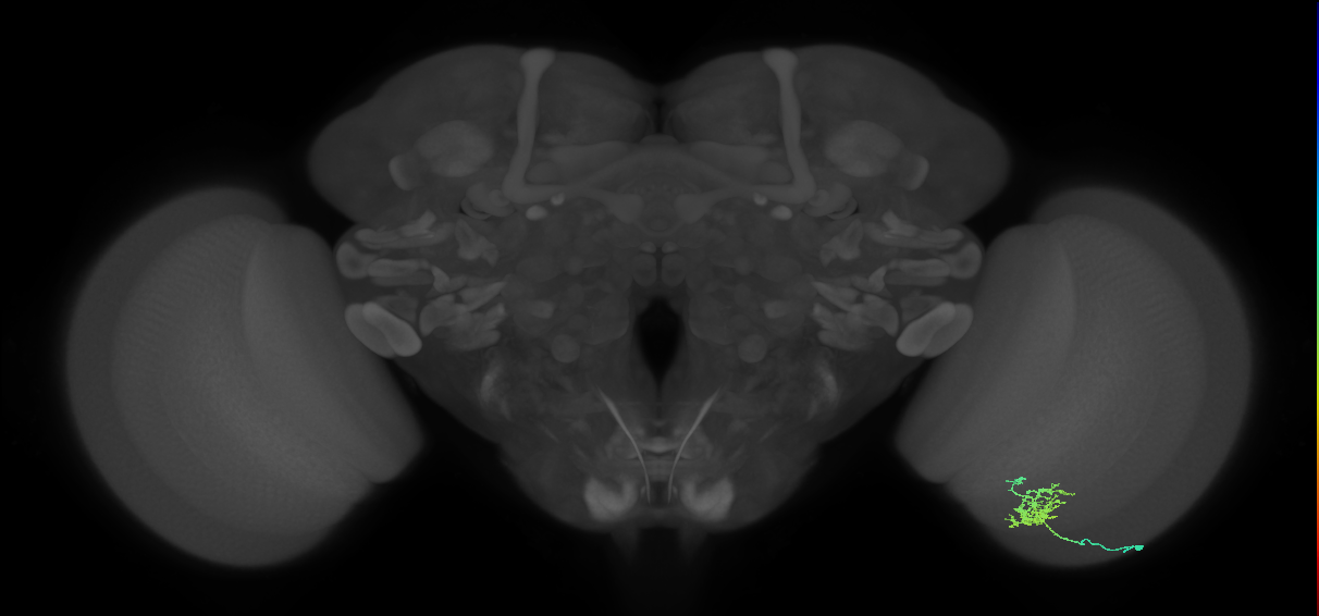 Cm3_R (JRC_OpticLobe:76569)