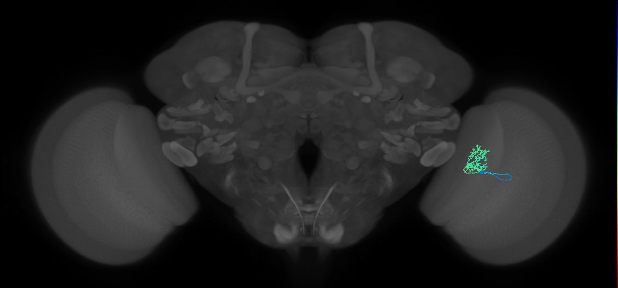 Cm3_R (JRC_OpticLobe:89393)