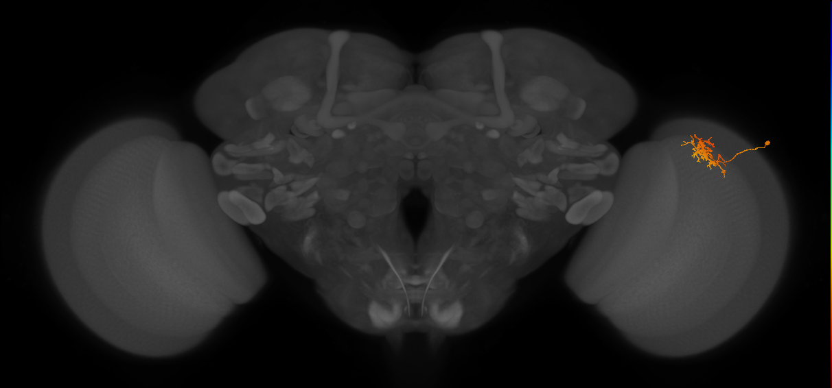 Cm3_R (JRC_OpticLobe:72210)