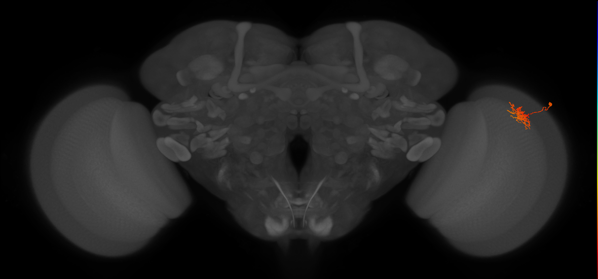 Cm3_R (JRC_OpticLobe:79004)