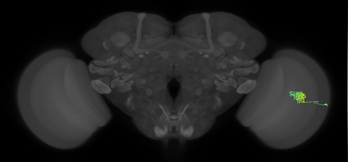 Cm3_R (JRC_OpticLobe:65423)