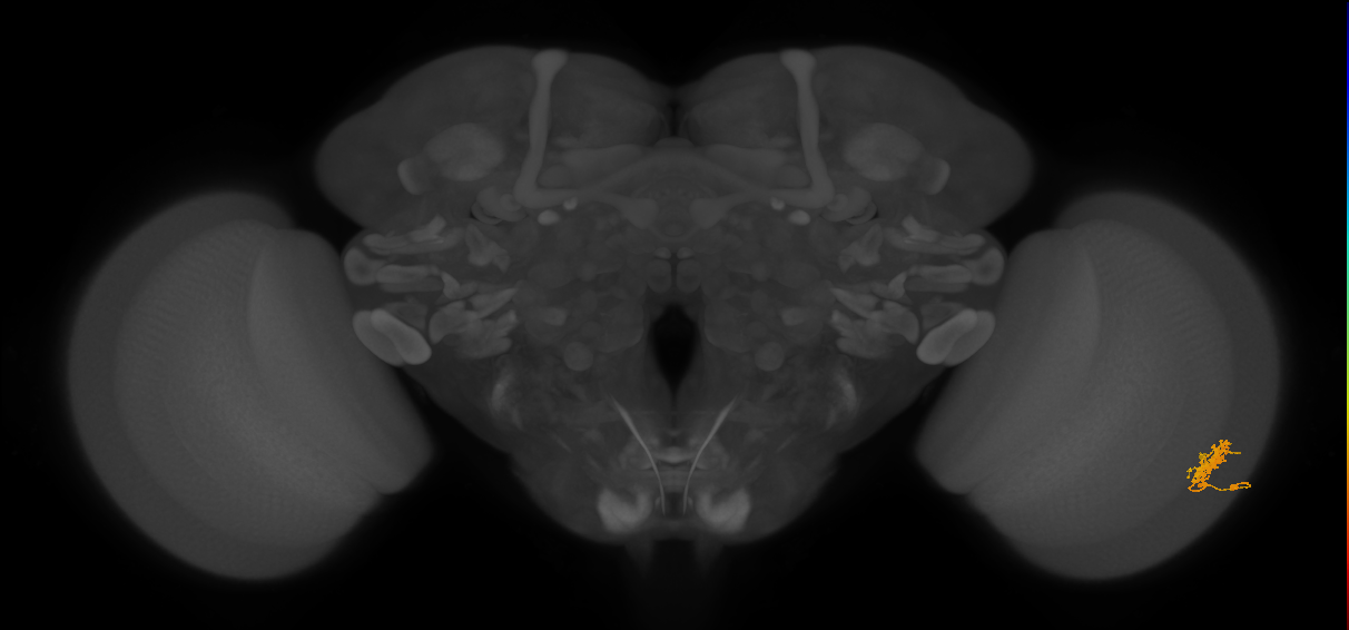 Cm3_R (JRC_OpticLobe:76216)