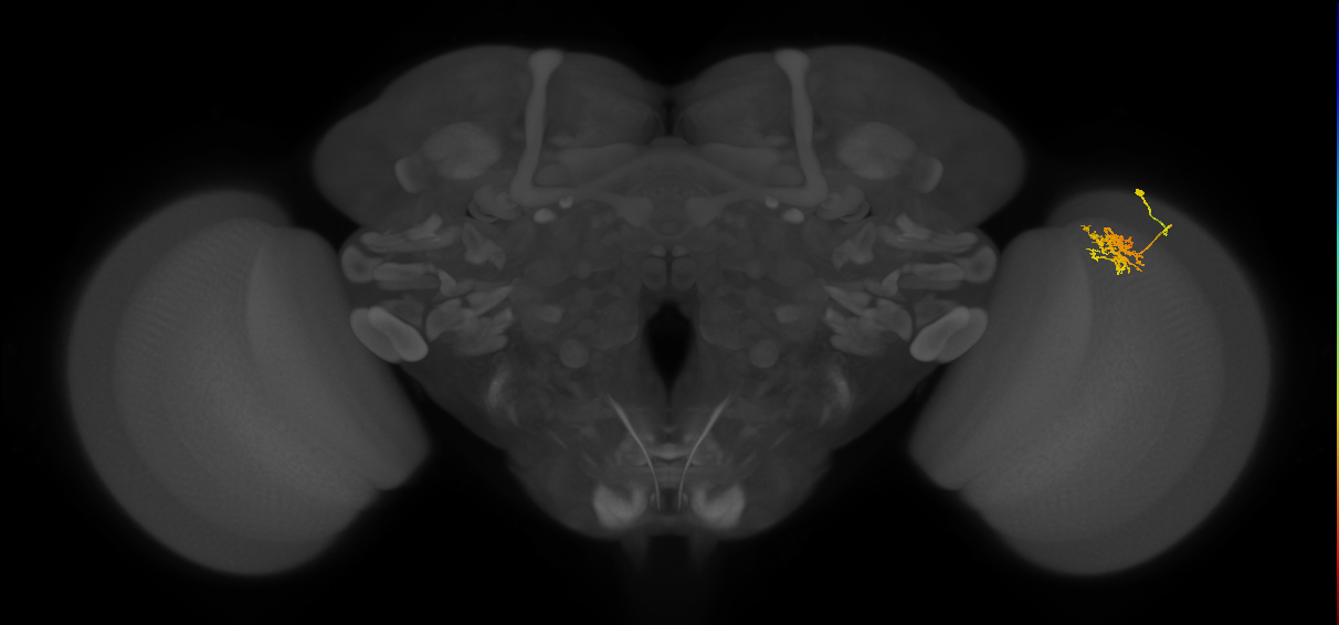 Cm3_R (JRC_OpticLobe:67044)