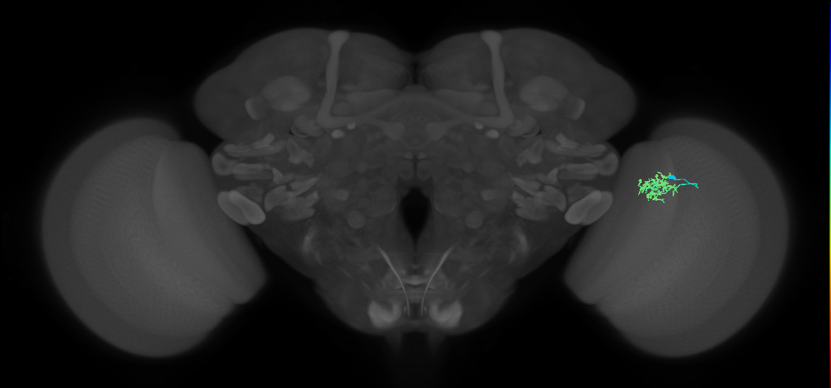 Cm3_R (JRC_OpticLobe:97907)