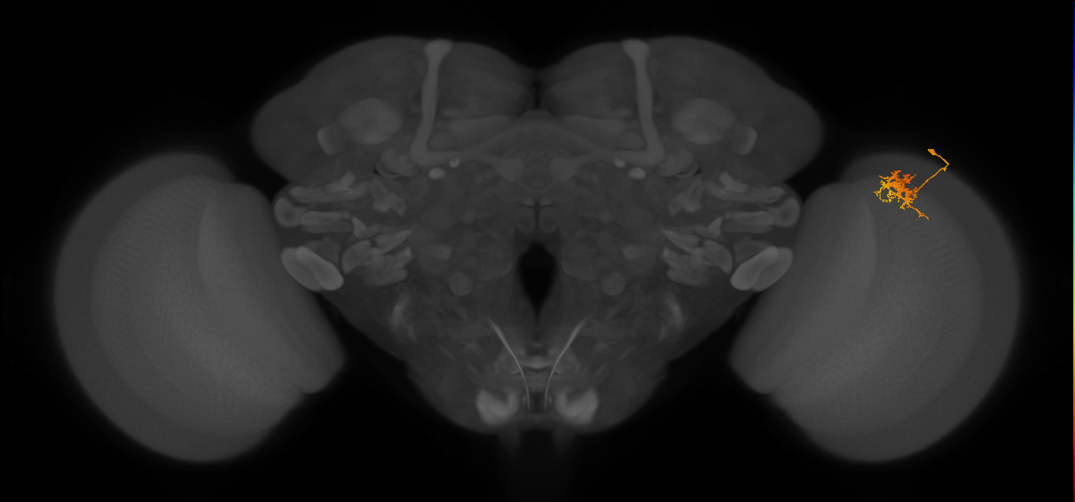 Cm3_R (JRC_OpticLobe:73816)