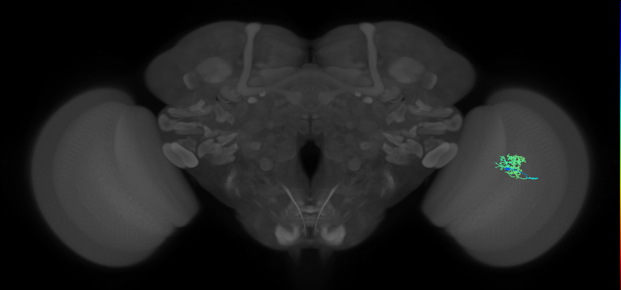 Cm3_R (JRC_OpticLobe:76822)