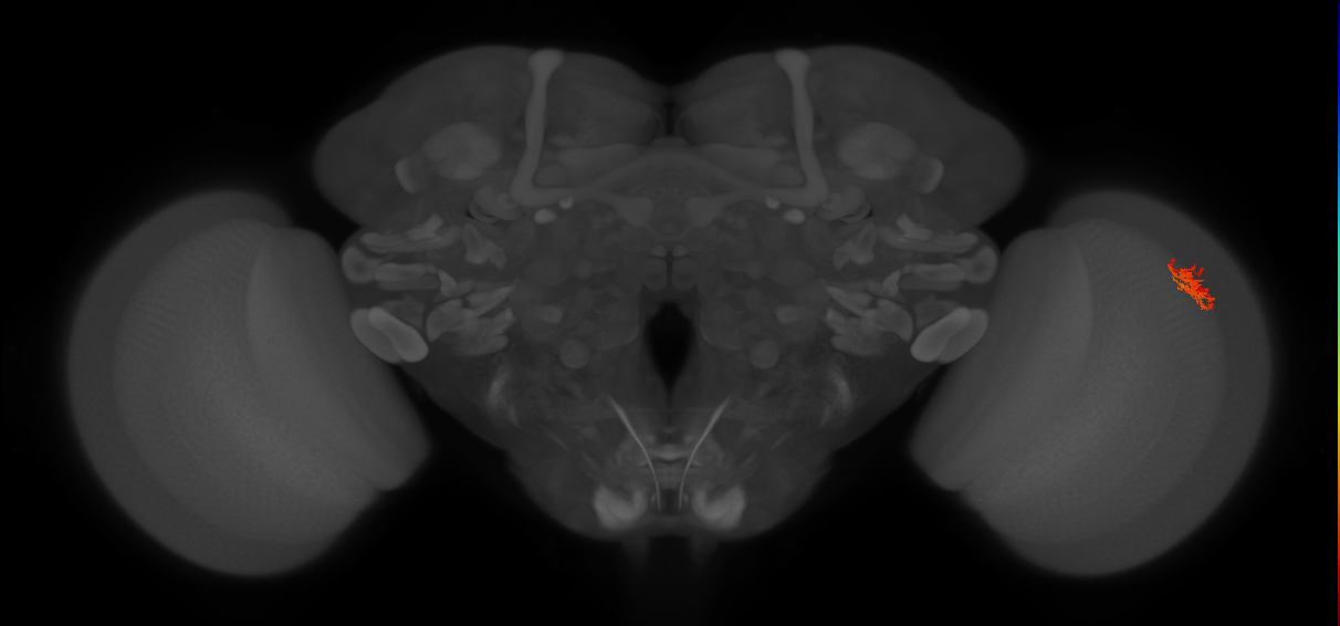 Cm3_R (JRC_OpticLobe:91568)