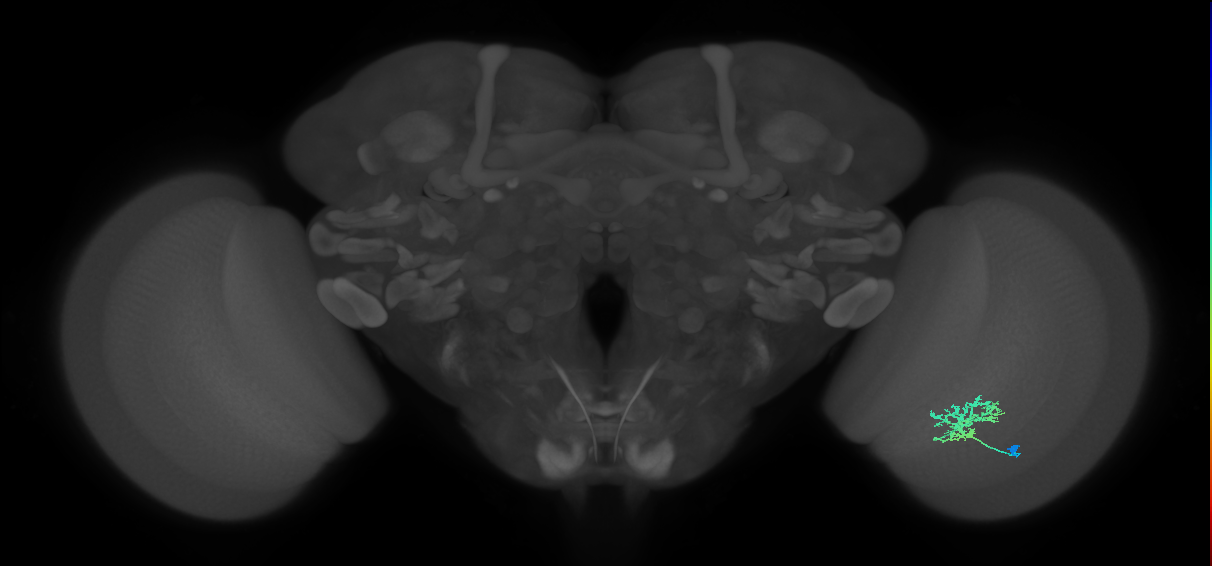 Cm3_R (JRC_OpticLobe:65669)