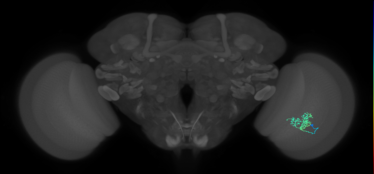 Cm3_R (JRC_OpticLobe:96577)