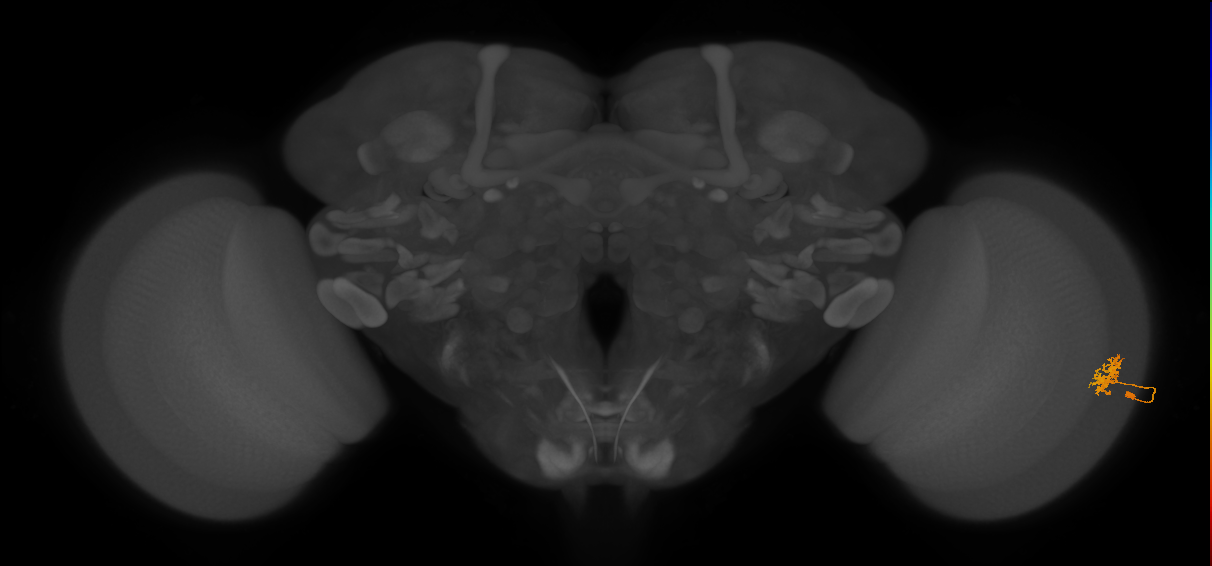 Cm3_R (JRC_OpticLobe:91698)