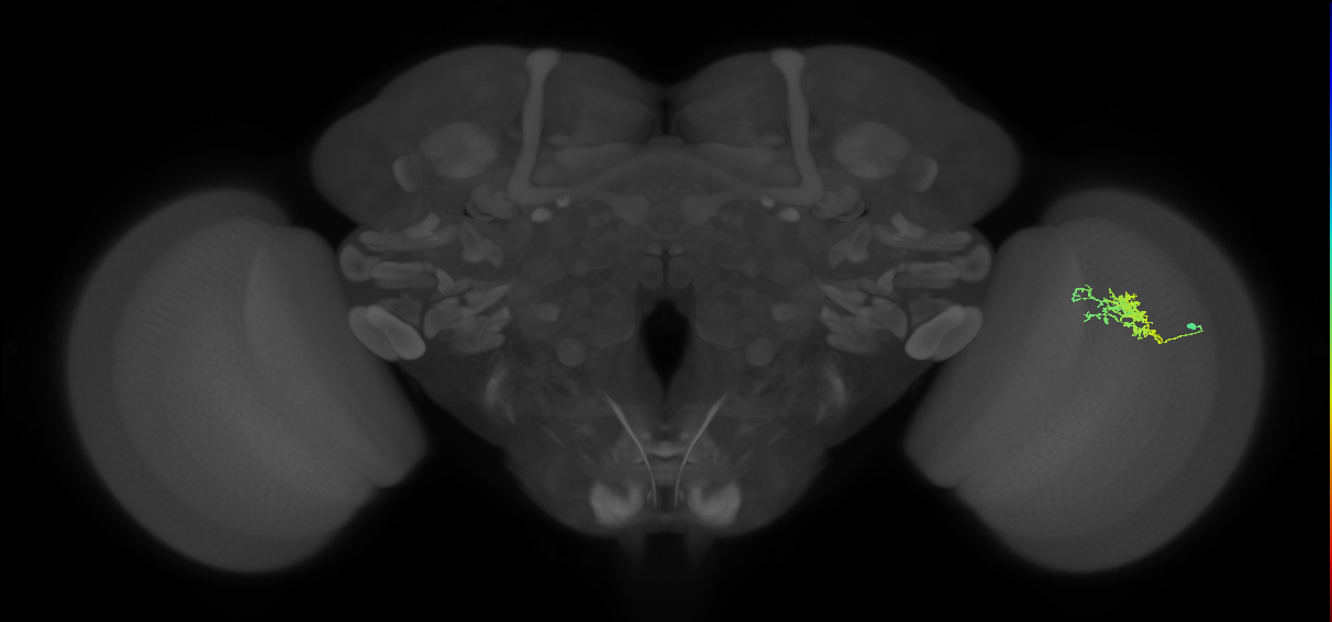 Cm3_R (JRC_OpticLobe:47095)