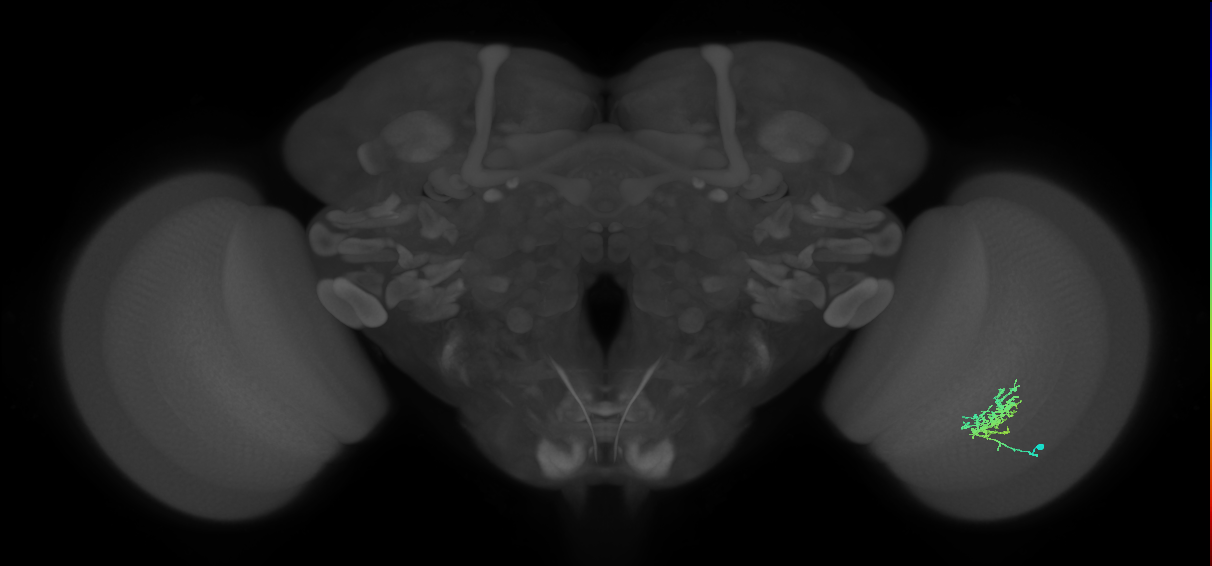 Cm3_R (JRC_OpticLobe:64833)