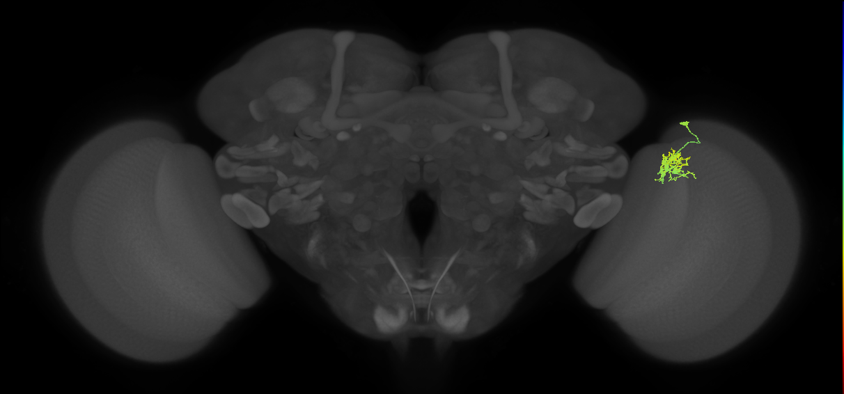 Cm3_R (JRC_OpticLobe:90495)