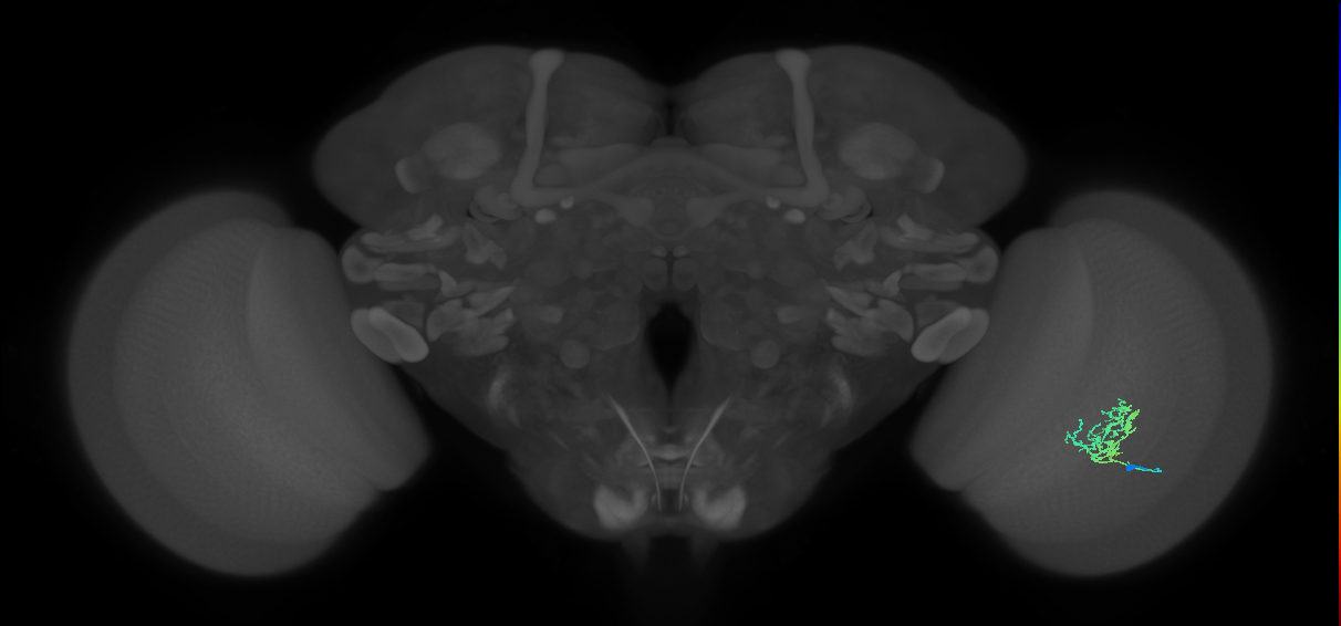 Cm3_R (JRC_OpticLobe:67715)
