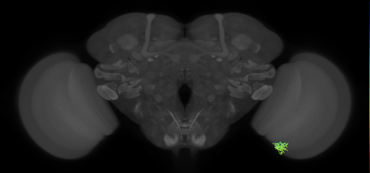 Cm3_R (JRC_OpticLobe:90375)