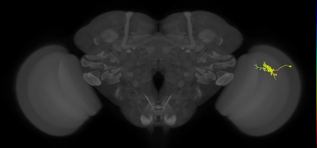 Cm3_R (JRC_OpticLobe:65496)