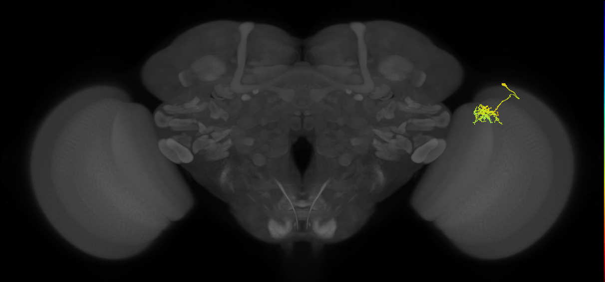 Cm3_R (JRC_OpticLobe:83451)