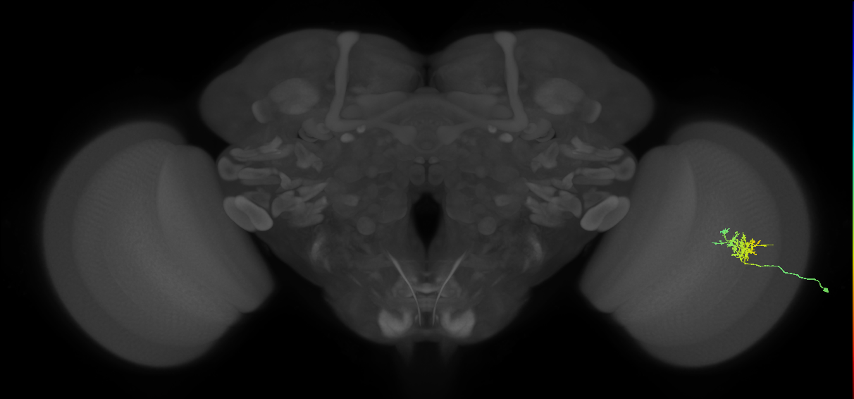 Cm3_R (JRC_OpticLobe:89563)