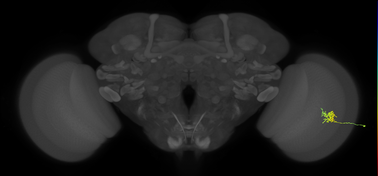 Cm3_R (JRC_OpticLobe:66860)