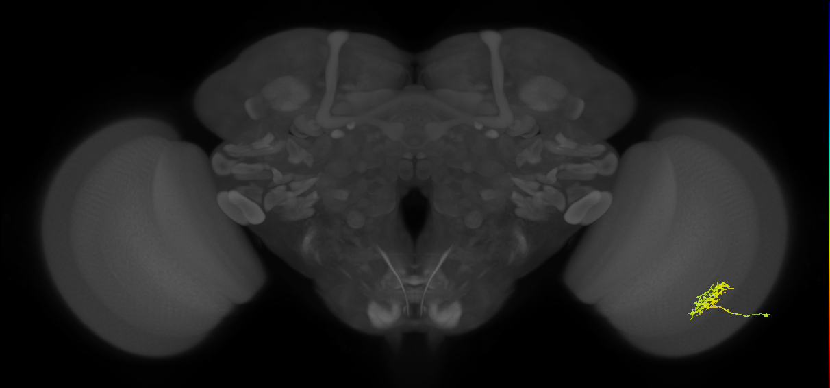 Cm3_R (JRC_OpticLobe:58526)