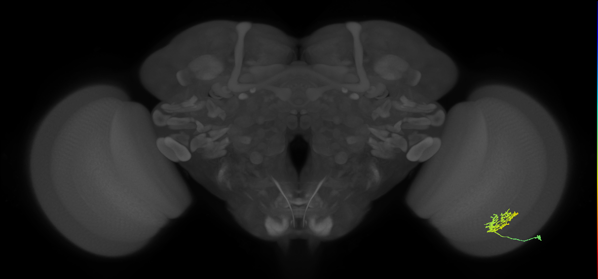 Cm3_R (JRC_OpticLobe:65183)