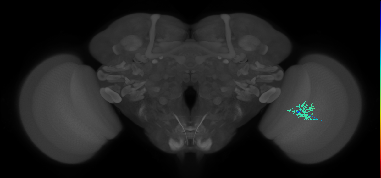 Cm3_R (JRC_OpticLobe:68509)