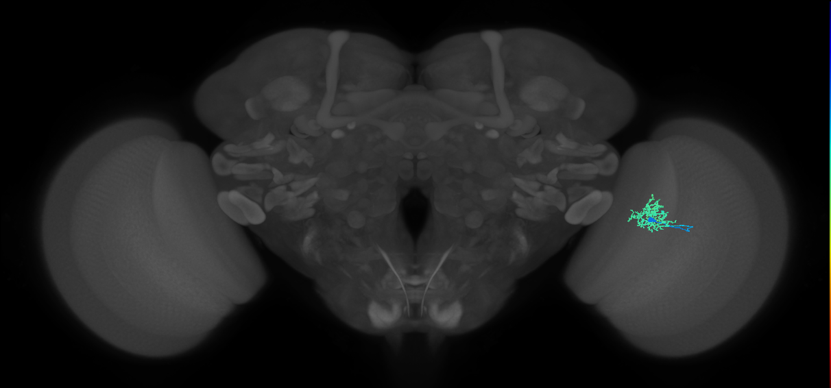 Cm3_R (JRC_OpticLobe:77843)