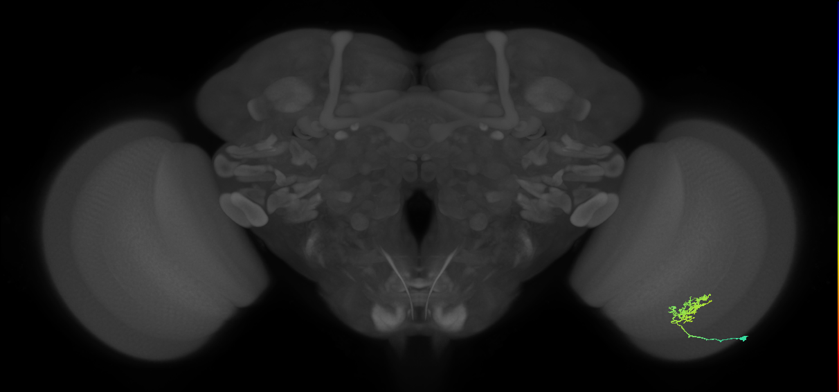 Cm3_R (JRC_OpticLobe:61379)