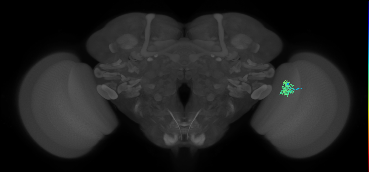 Cm3_R (JRC_OpticLobe:78655)