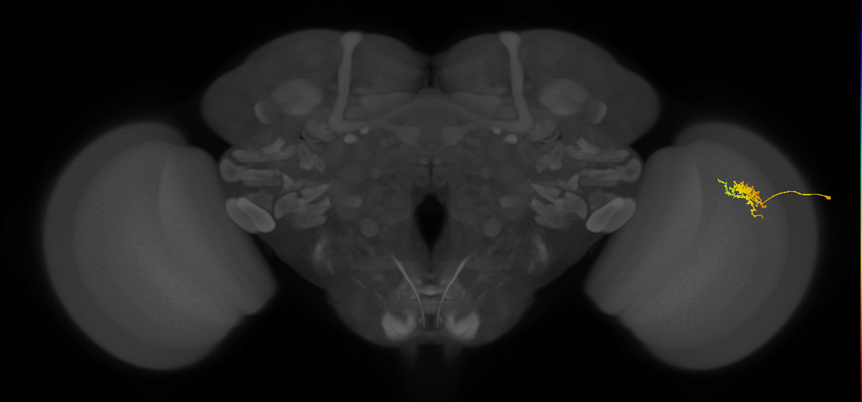 Cm3_R (JRC_OpticLobe:65893)