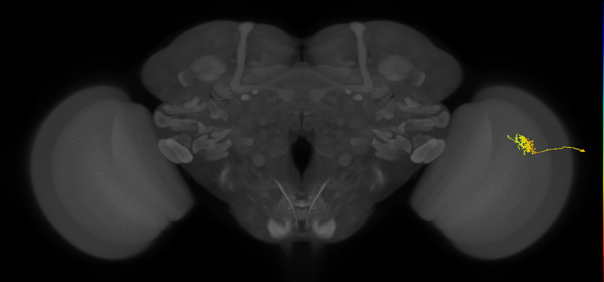 Cm3_R (JRC_OpticLobe:69521)