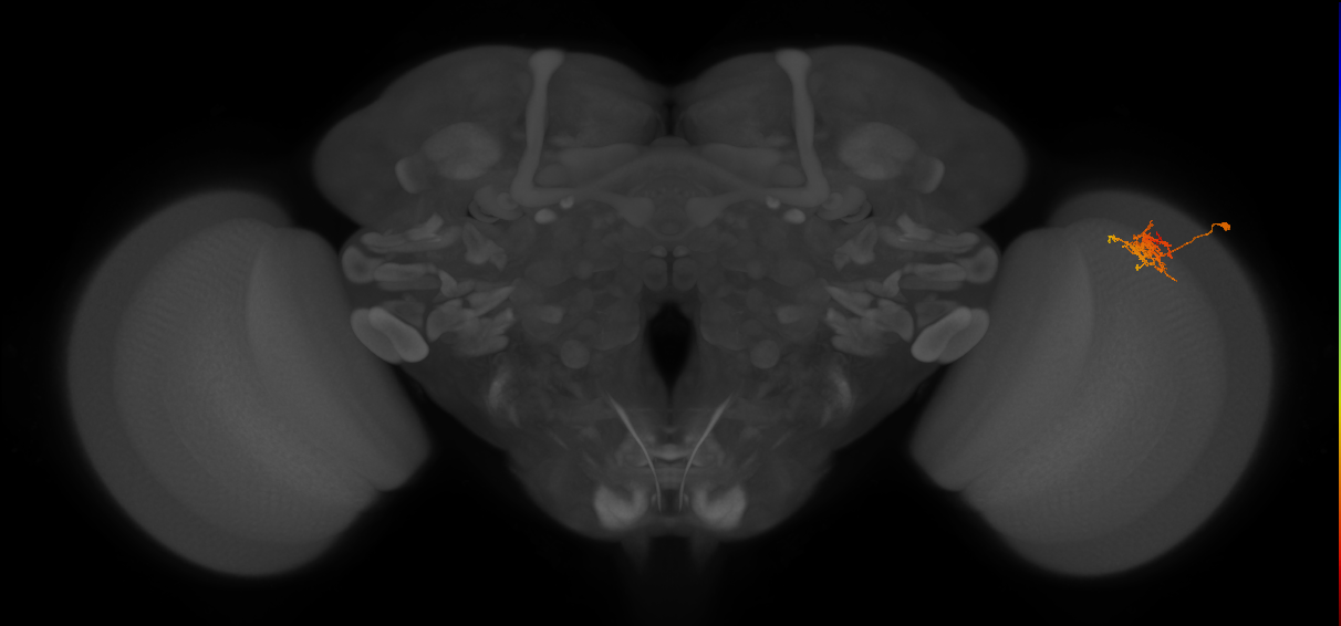 Cm3_R (JRC_OpticLobe:69249)
