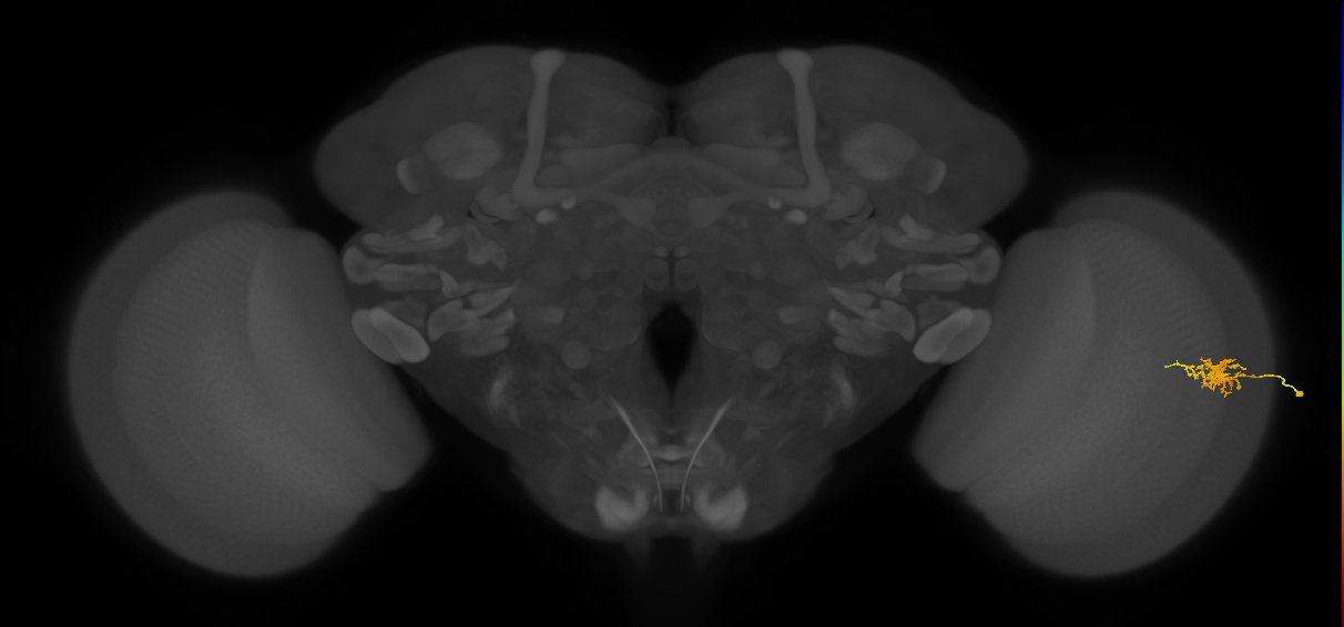 Cm3_R (JRC_OpticLobe:105594)