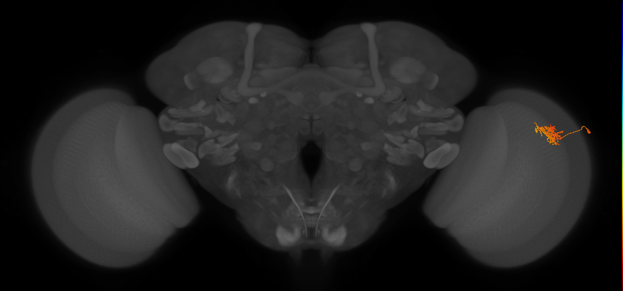 Cm3_R (JRC_OpticLobe:68192)