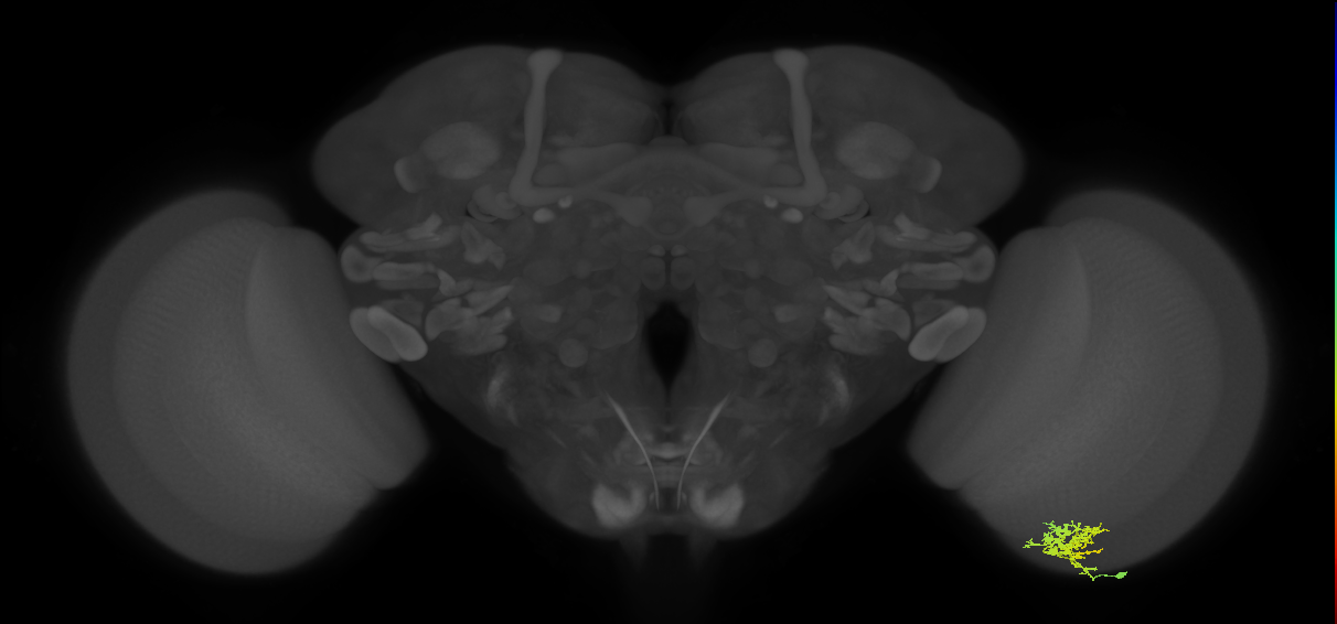 Cm3_R (JRC_OpticLobe:64806)