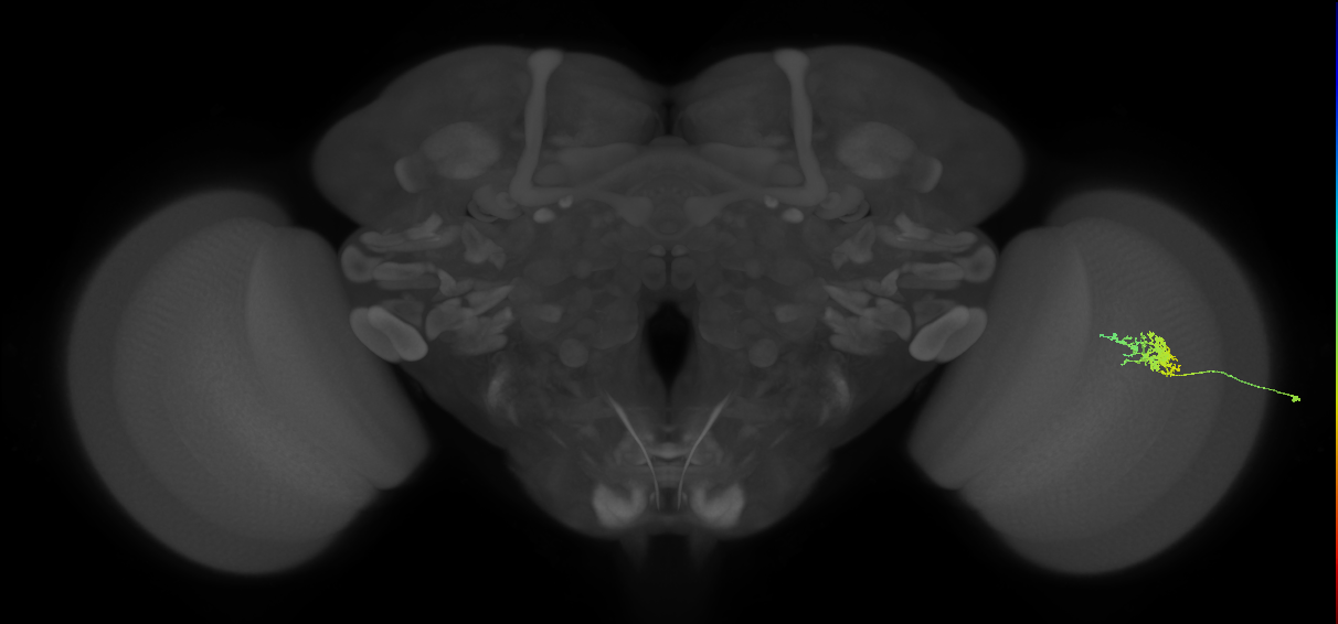 Cm3_R (JRC_OpticLobe:102843)
