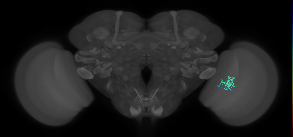 Cm3_R (JRC_OpticLobe:80106)