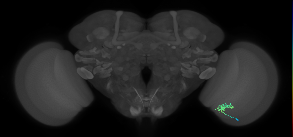 Cm3_R (JRC_OpticLobe:75594)