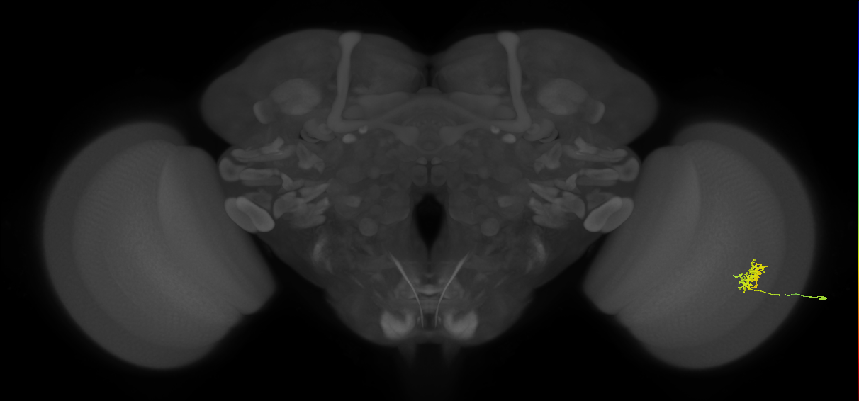 Cm3_R (JRC_OpticLobe:67646)