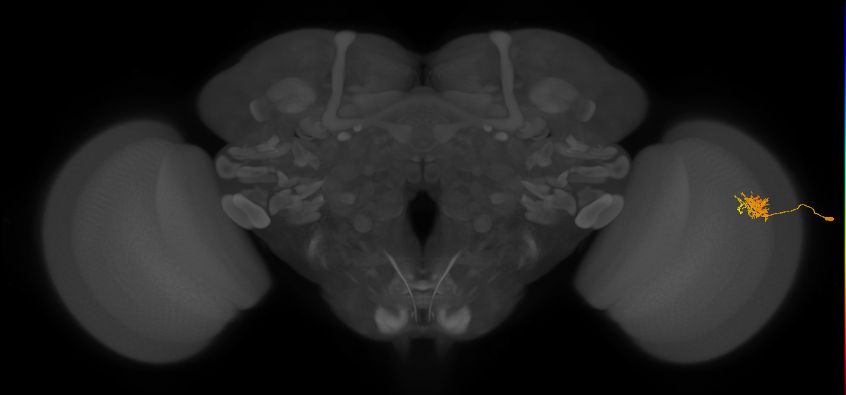 Cm3_R (JRC_OpticLobe:63488)