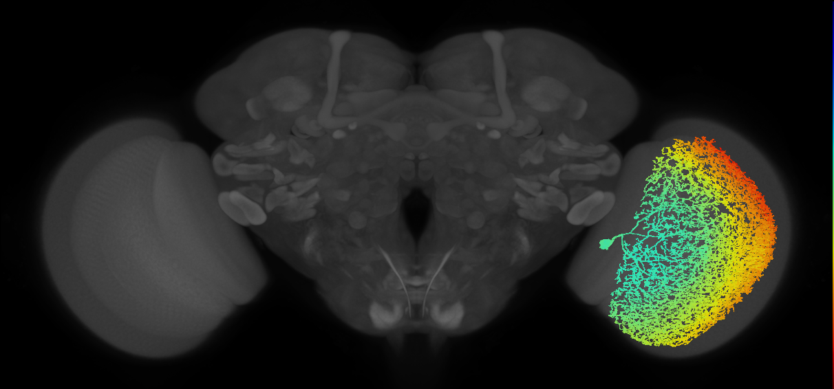 Cm31b_R (JRC_OpticLobe:10518)